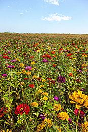 《刀剑乱舞：无双》第三部队介绍演示：药研藤四郎